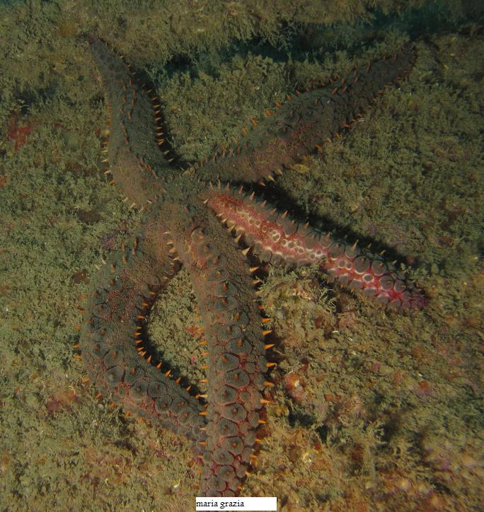 Marthasterias glacialis